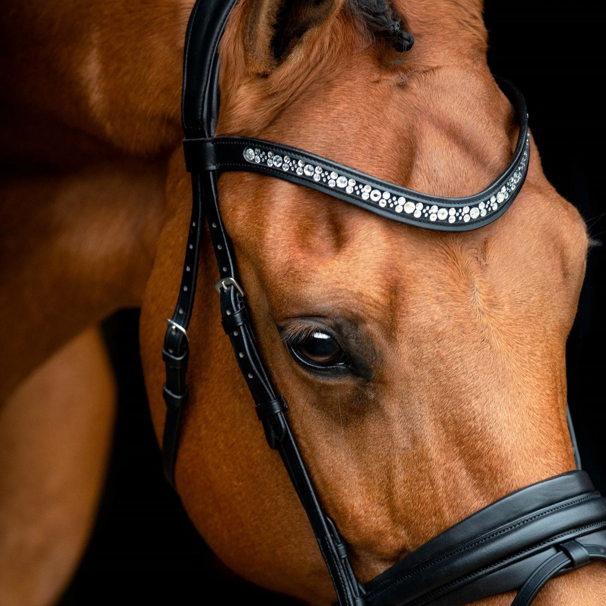 SD Design Vivaldi Browband Clear 4 SD Design Vivaldi Browband Clear - Image 2
