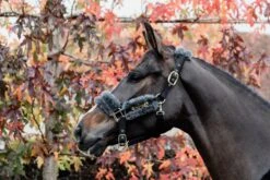 Kentucky Nylon Sheepskin Halter Grey 7 Kentucky Nylon Sheepskin Halter Grey -Equestrian Supplies f1b450044cc94dc698ff7203600e28e076fa0726edb349d6b503eec3a1264fe8