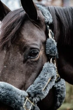 Kentucky Sheepskin Shipping Halter Grey 7 Kentucky Sheepskin Shipping Halter Grey -Equestrian Supplies f6424b653a3a97c7fc4a0021ff5d6db54e6b8b056af4a260ee3d116cf623ff19