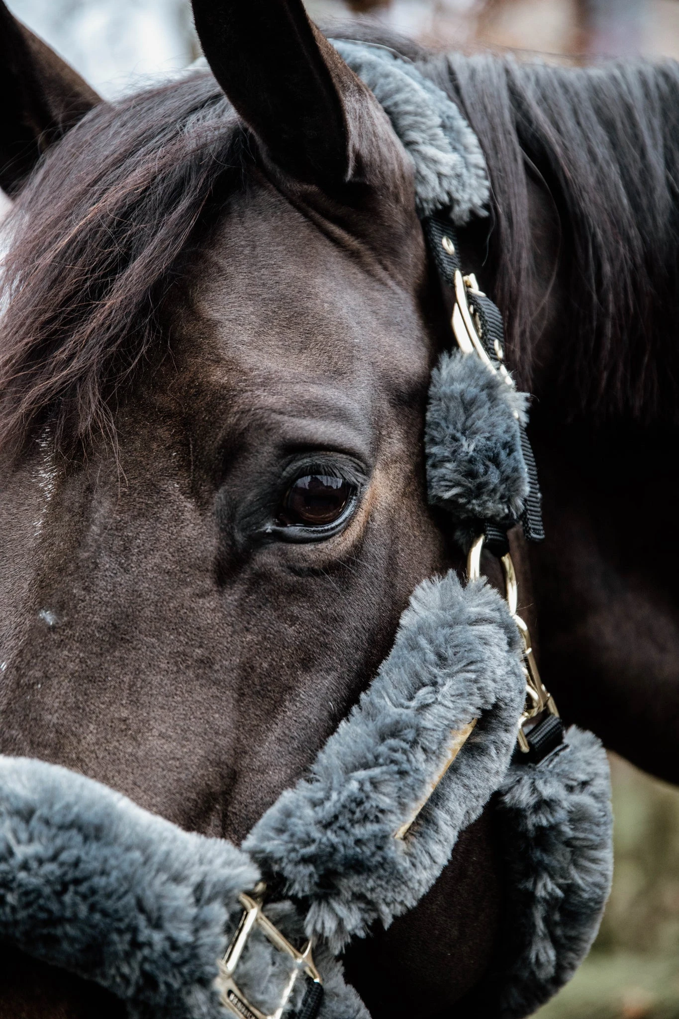 Kentucky Sheepskin Shipping Halter Grey 5 Kentucky Sheepskin Shipping Halter Grey - Image 3