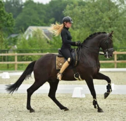 Equestrian Stockholm Dressage Saddle Pad Golden Brass 13 Equestrian Stockholm Dressage Saddle Pad Golden Brass -Equestrian Supplies image e4b15a77 aa21 47eb 8166 9e7b6012e4cf