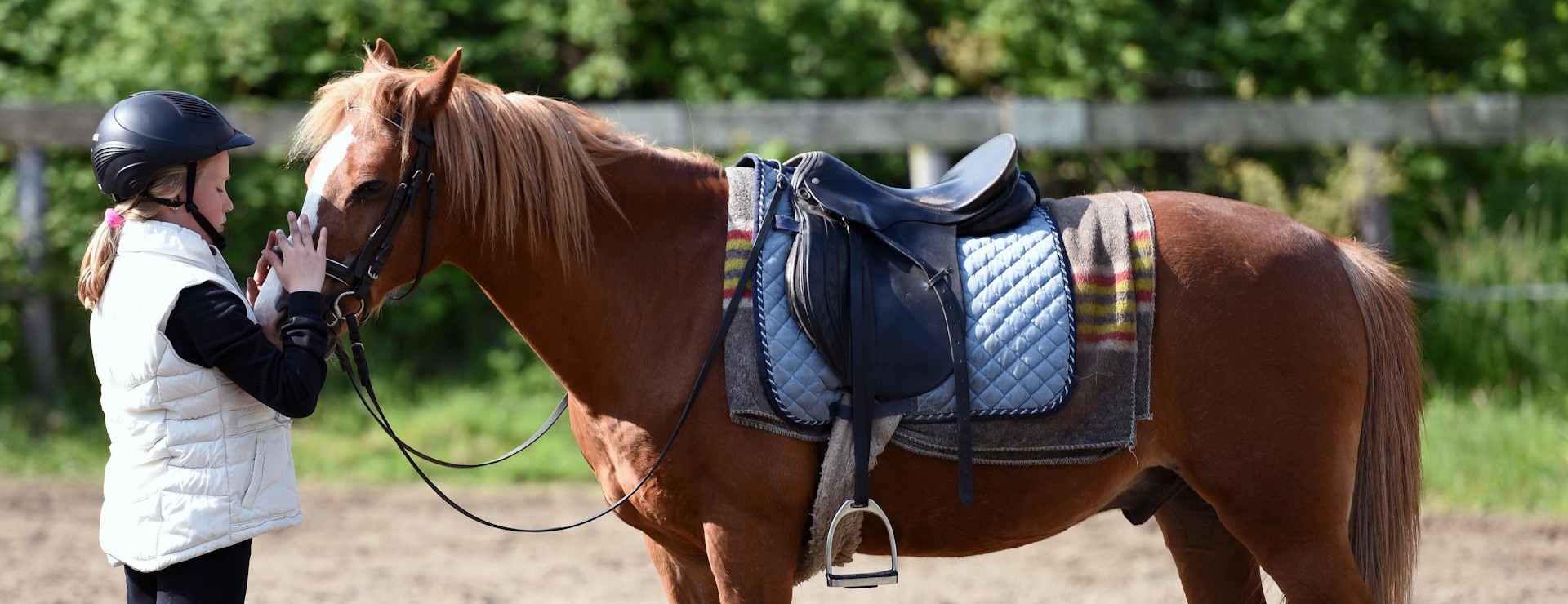 Equestrian Supplies -Equestrian Supplies pexels artstel 4019299